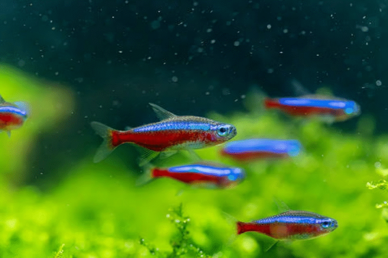 Neon Tetra - Image 2