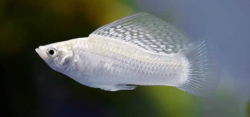 White Molly