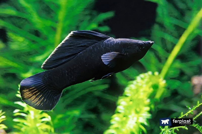 Black molly