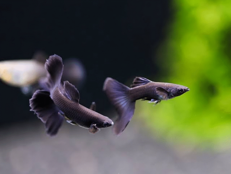 Black Moscow Guppy