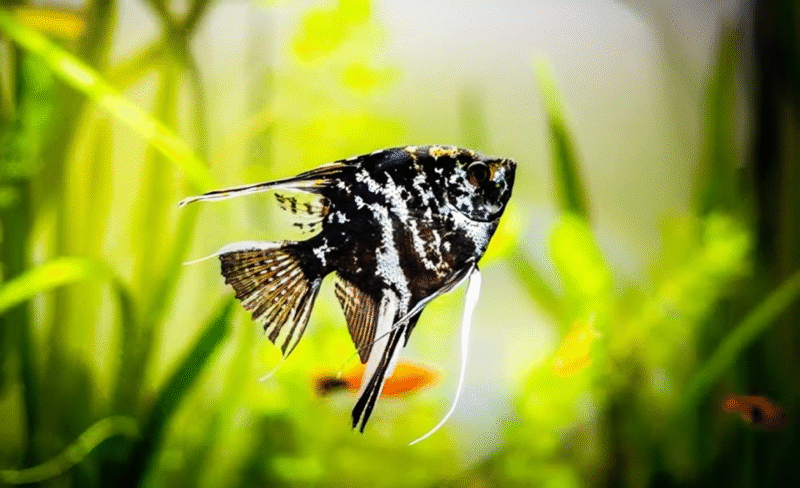 Angel Fish