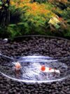 Acrylic Shrimp feeding dish